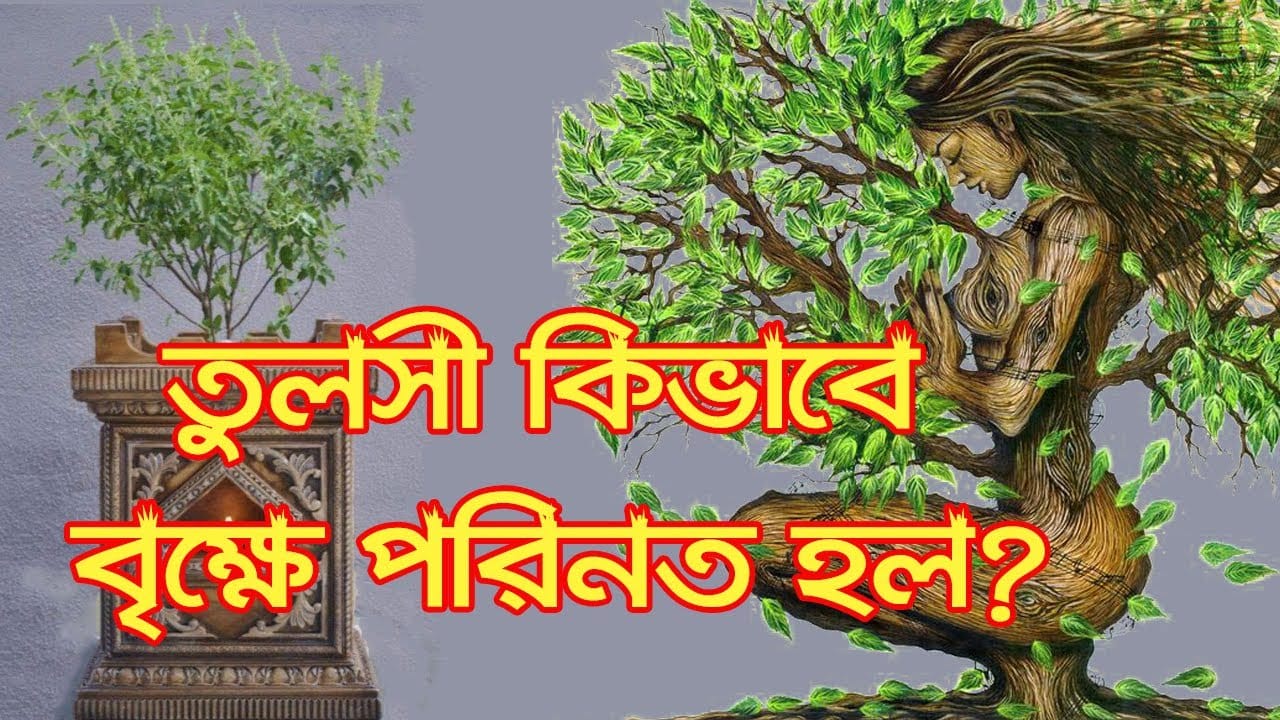 You are currently viewing তুলসী কে? তিনি কিভাবে বৃক্ষে পরিনত হলেন? Who is Tulsi  & How did She Turn Into a Tree?