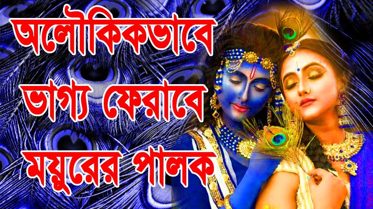 You are currently viewing বাস্তুমতে ময়ুরের পালকের আশ্চর্য গুনাগুন |