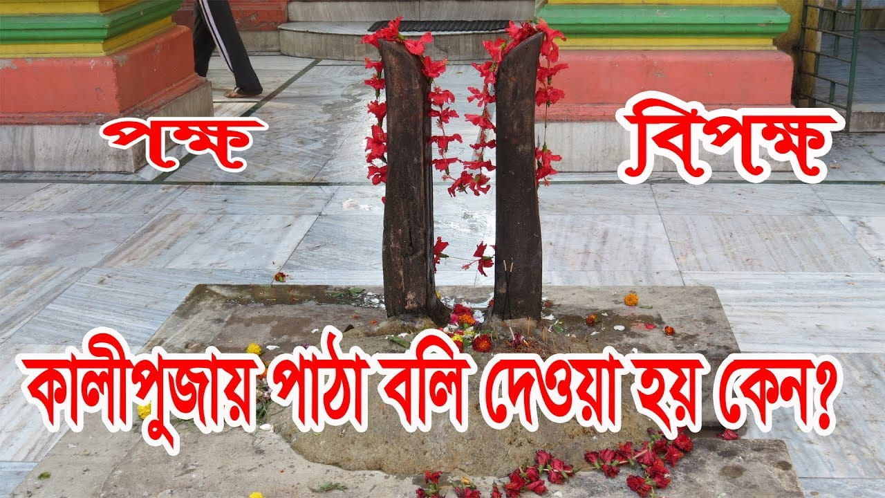 You are currently viewing কালীপূজায় পাঠাবলি / পশুবলি কতটা যৌক্তিক?