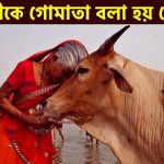 গাভীকে মাতা বলা হয় কেন? গোমাতা রক্ষার প্রয়োজনীয়তা কি? Why Cows are Called Gowmata?