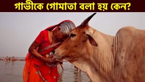 Read more about the article গাভীকে মাতা বলা হয় কেন? গোমাতা রক্ষার প্রয়োজনীয়তা কি? Why Cows are Called Gowmata?